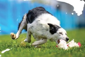 A dog running full tilt down the Fast CAT course