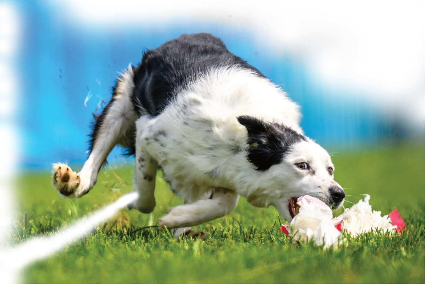 A dog running full tilt down the Fast CAT course