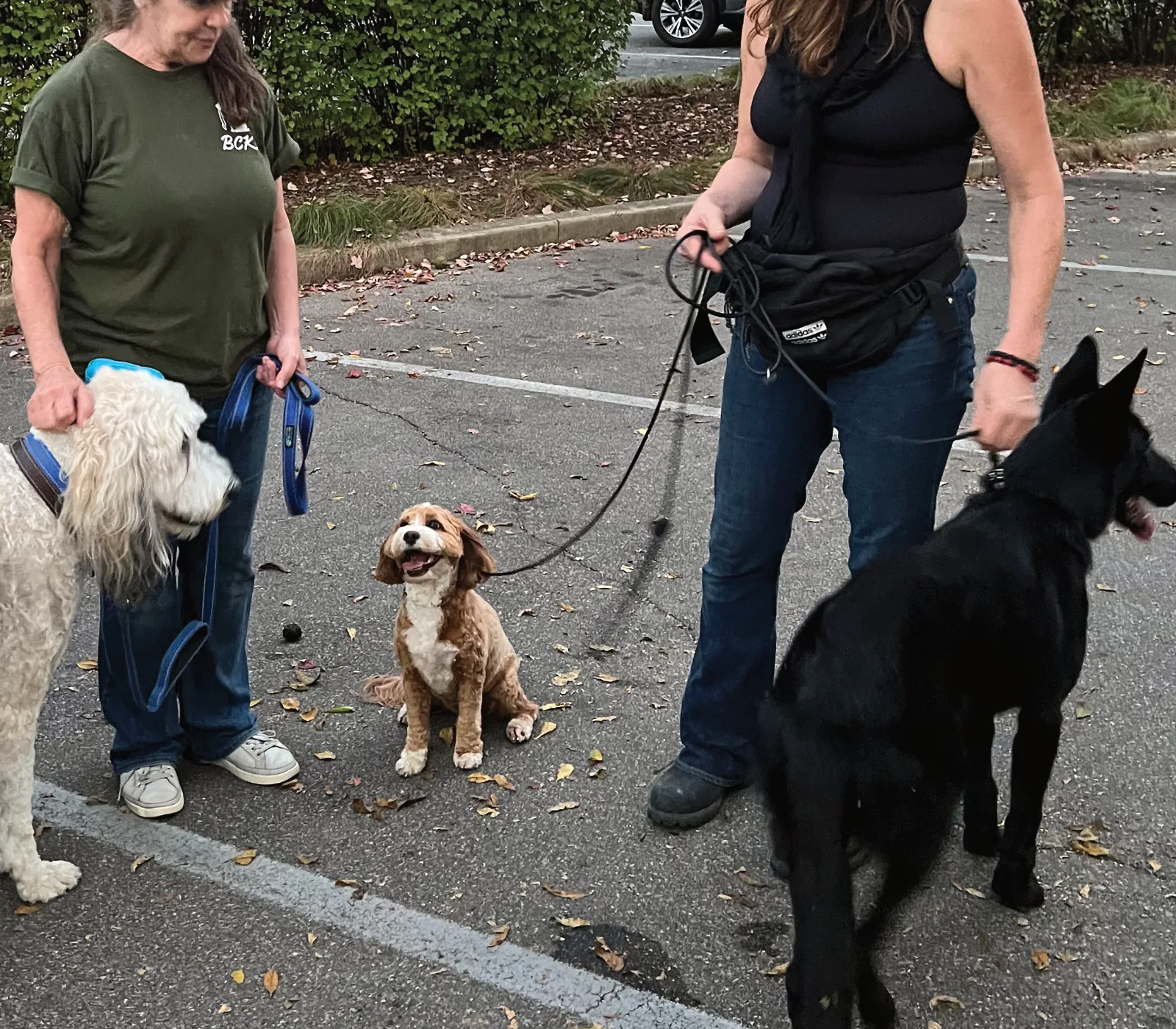 Dogs and their people walking together through Nashville, Indiana on a community pack walk