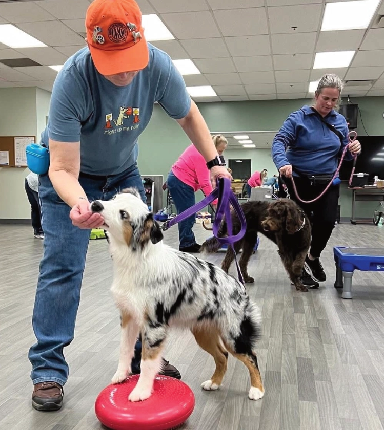 A blue merle Australian Shepherd balancing with its front paws on a red balance disc, taking a treat from a trainer during an indoor class at Brown County K9