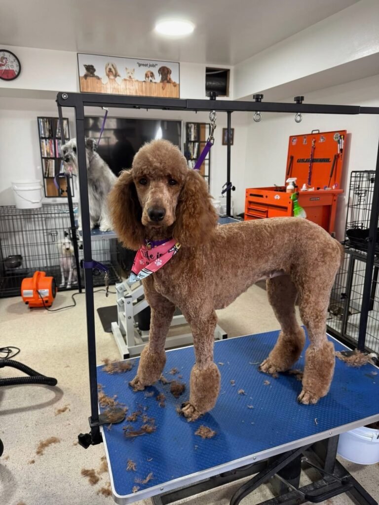 After a Brown County K9 groom: the same dog clean and freshly groomed