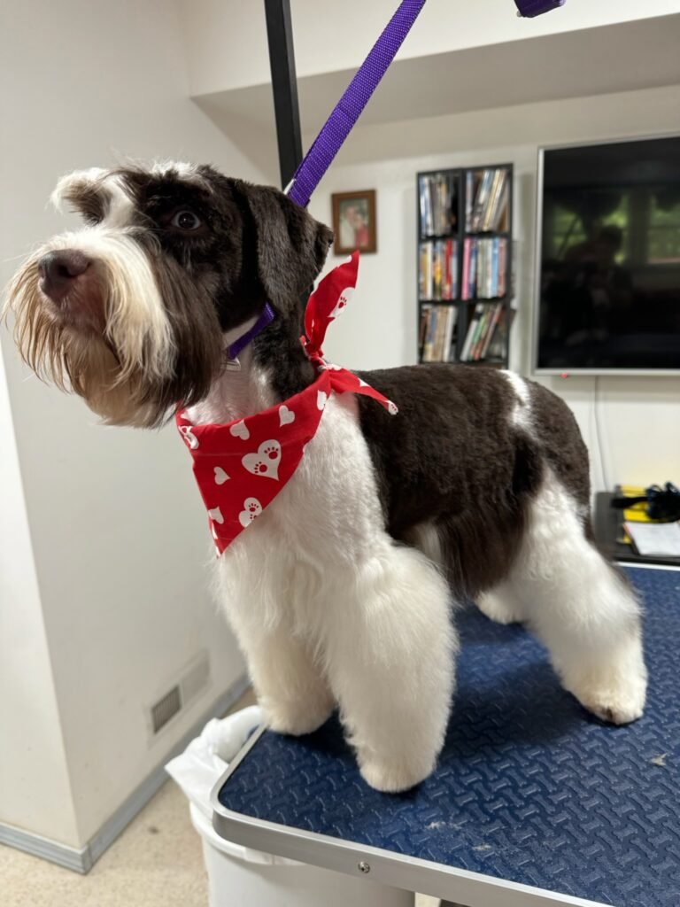 After a Brown County K9 groom: the same doodle, clean, fluffy and wearing a red bandana