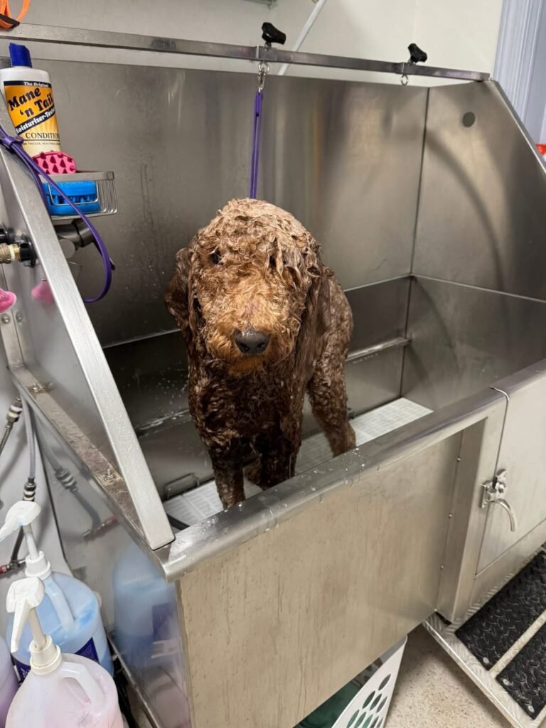 Before a Brown County K9 groom: a shaggy, matted dog before grooming